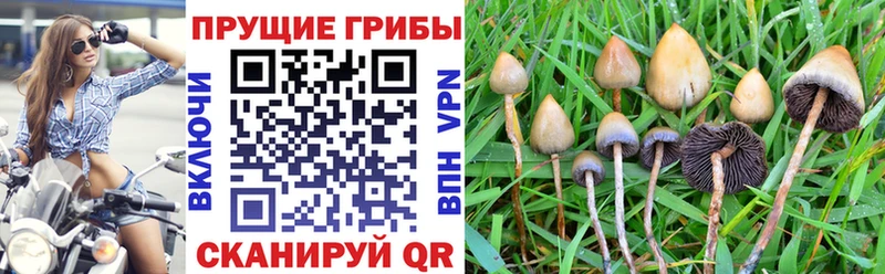 Псилоцибиновые грибы Psilocybe  Купить закладки  Вольск 